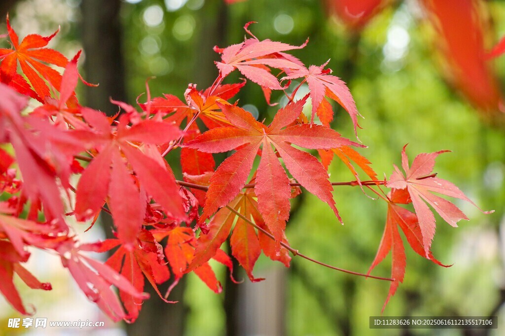 紅楓葉特寫
