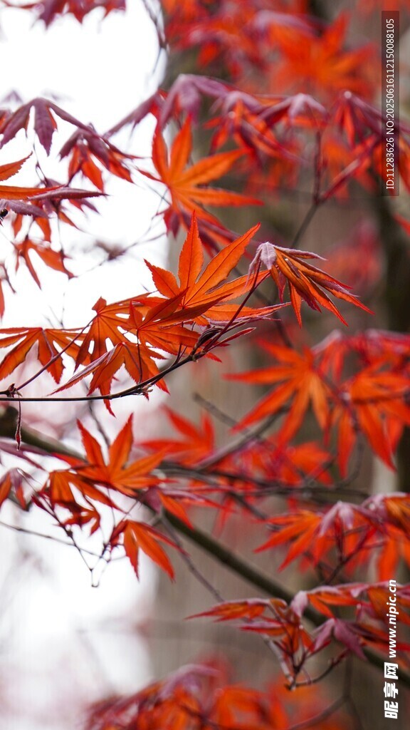 紅楓樹枝特寫