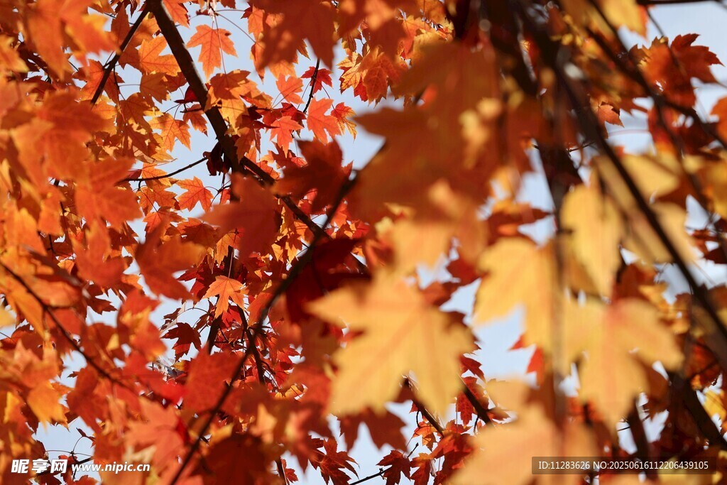 秋日紅楓葉景
