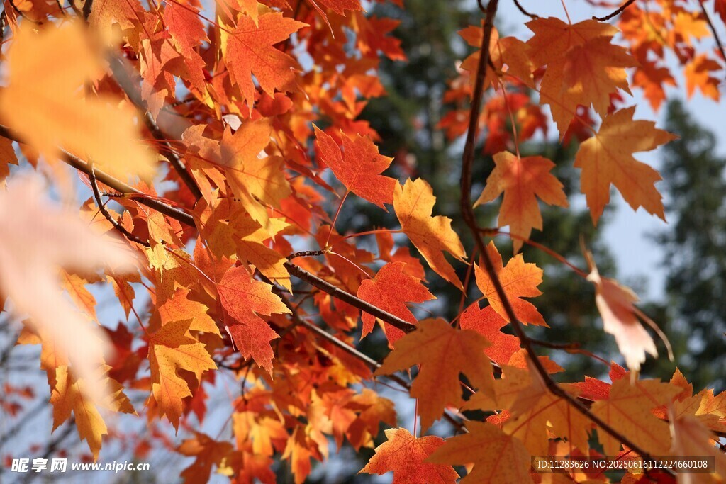 秋日紅楓葉景