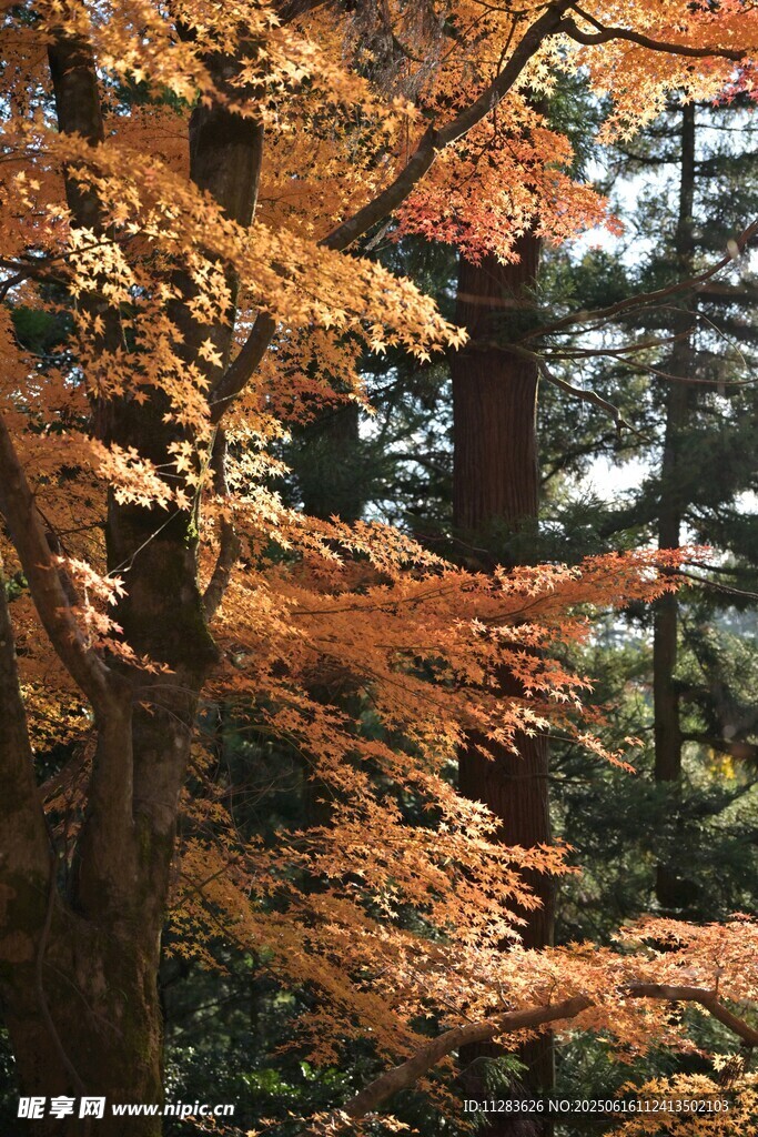 秋日楓林美景