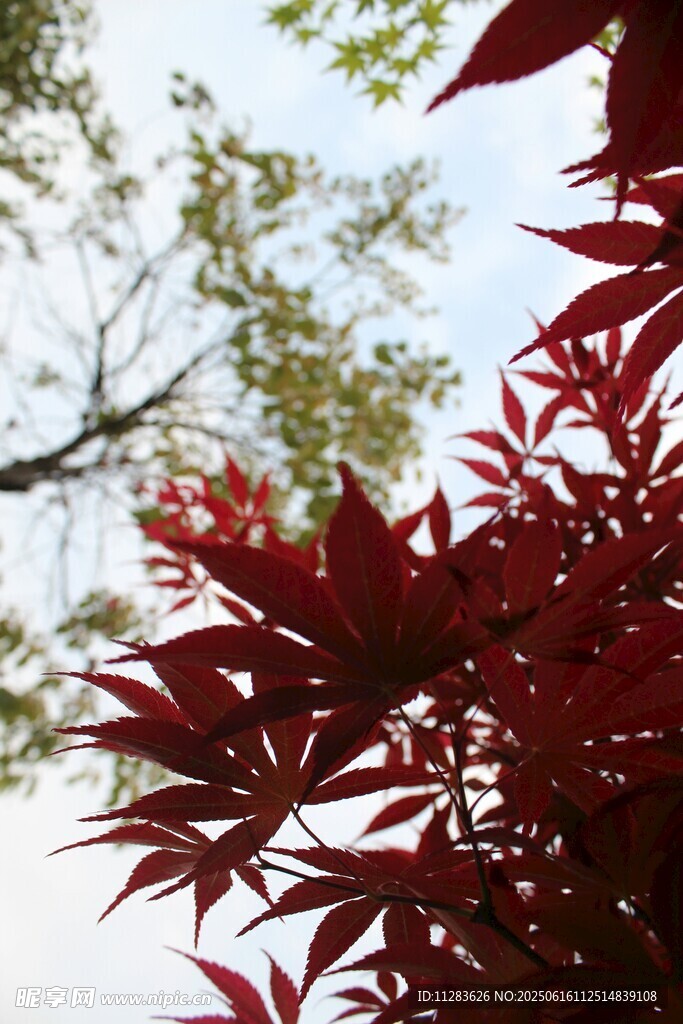 紅楓葉與綠葉相映成趣