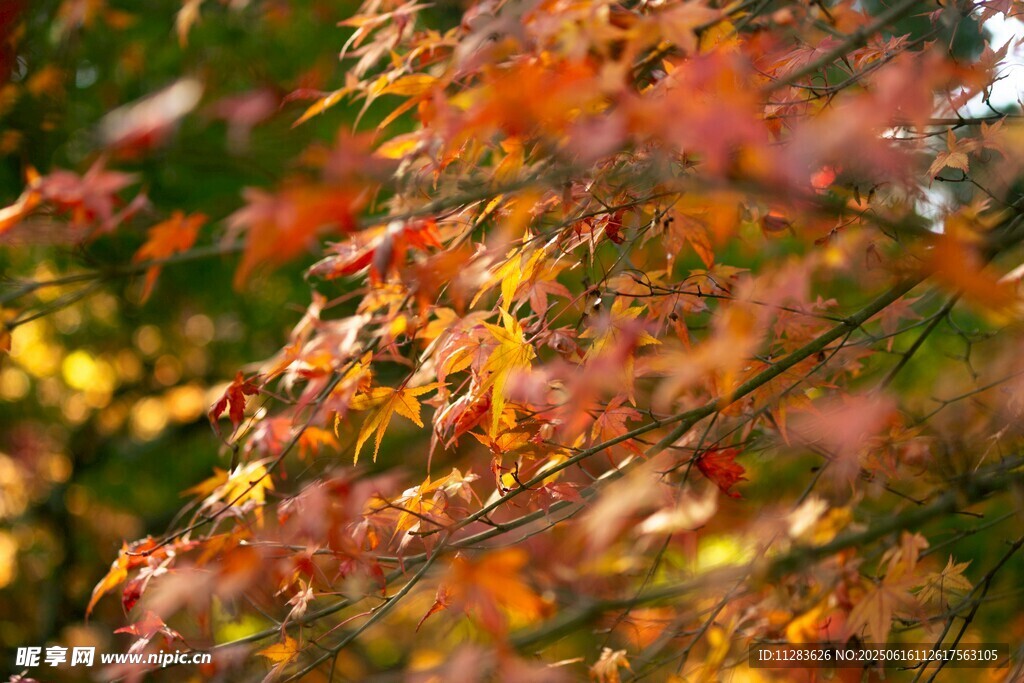秋日紅楓葉景