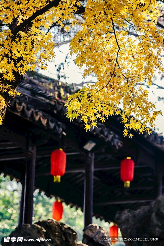 古建銀杏紅燈籠相映成趣