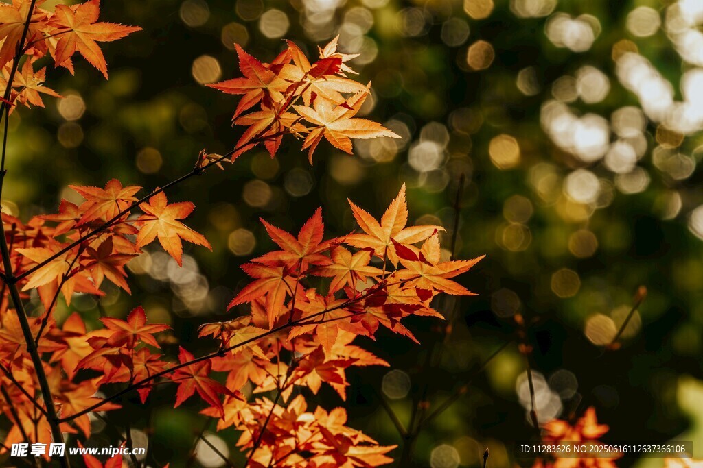 秋日紅楓葉特寫