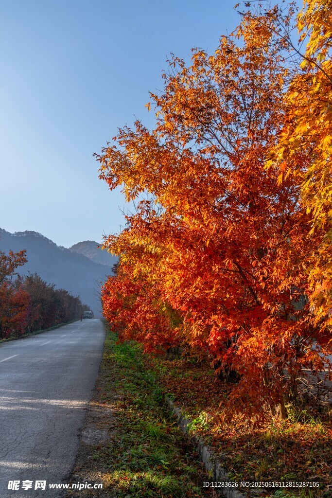 秋日公路旁絢爛紅葉美景