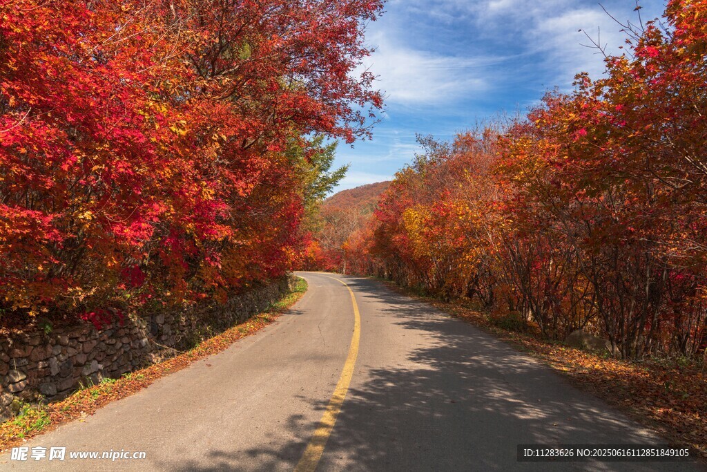 秋日紅葉鋪就的林間公路