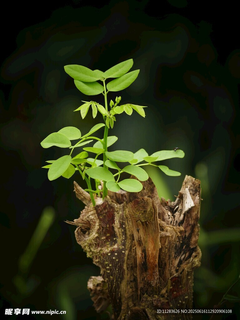 樹樁上新生的嫩綠小植株