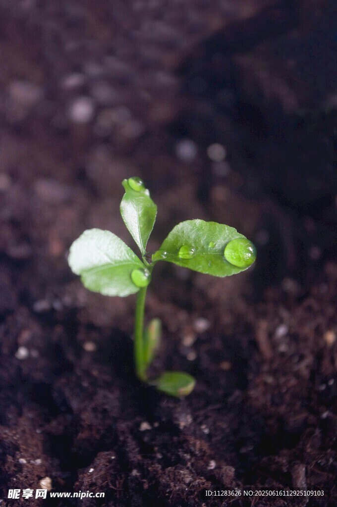 破土而出的嫩綠幼苗