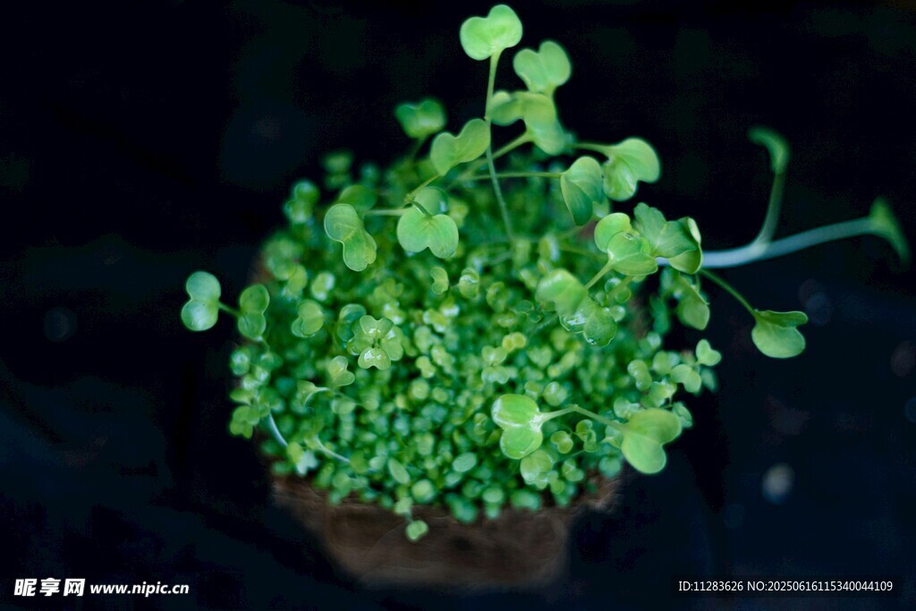 翠綠盆栽植物生機(jī)滿滿