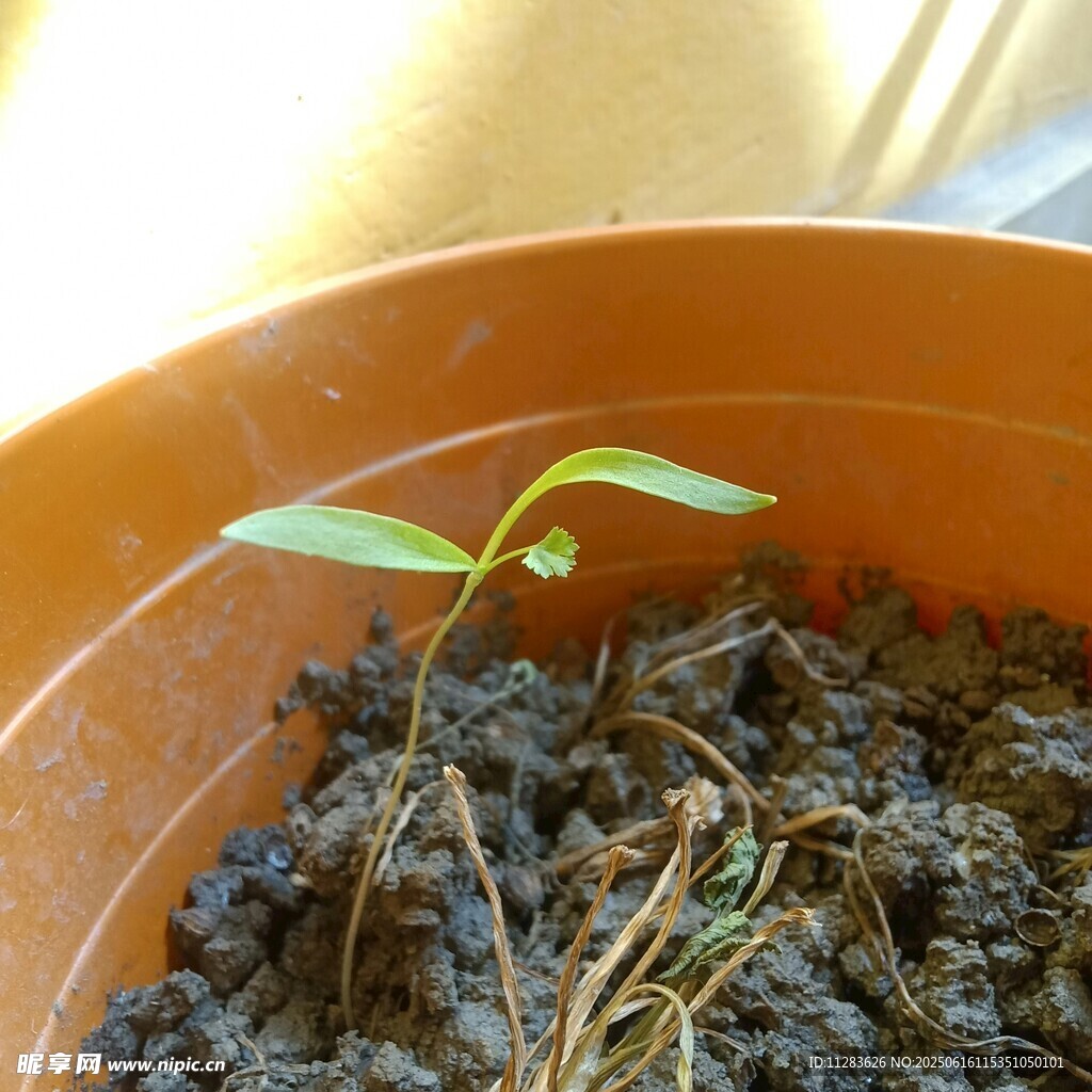 花盆中嫩綠的幼苗初長