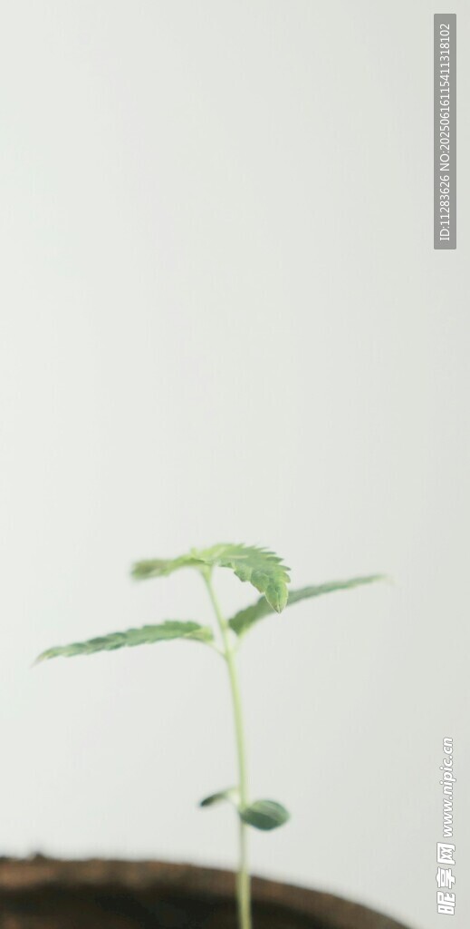 嫩綠幼苗破土而出