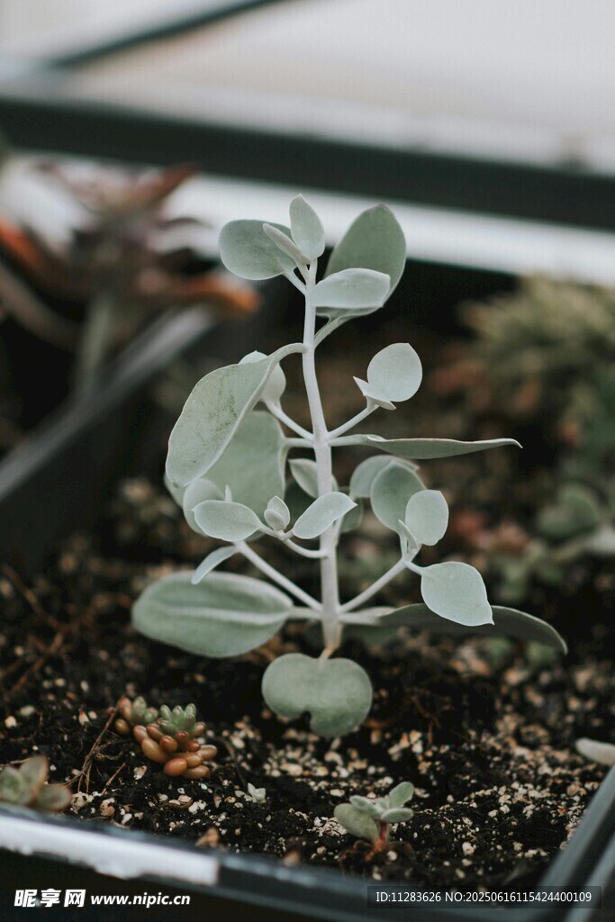 小巧多肉植物生機盎然