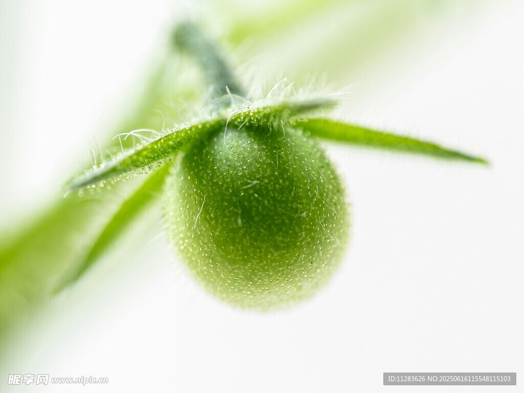 嫩綠番茄果實特寫