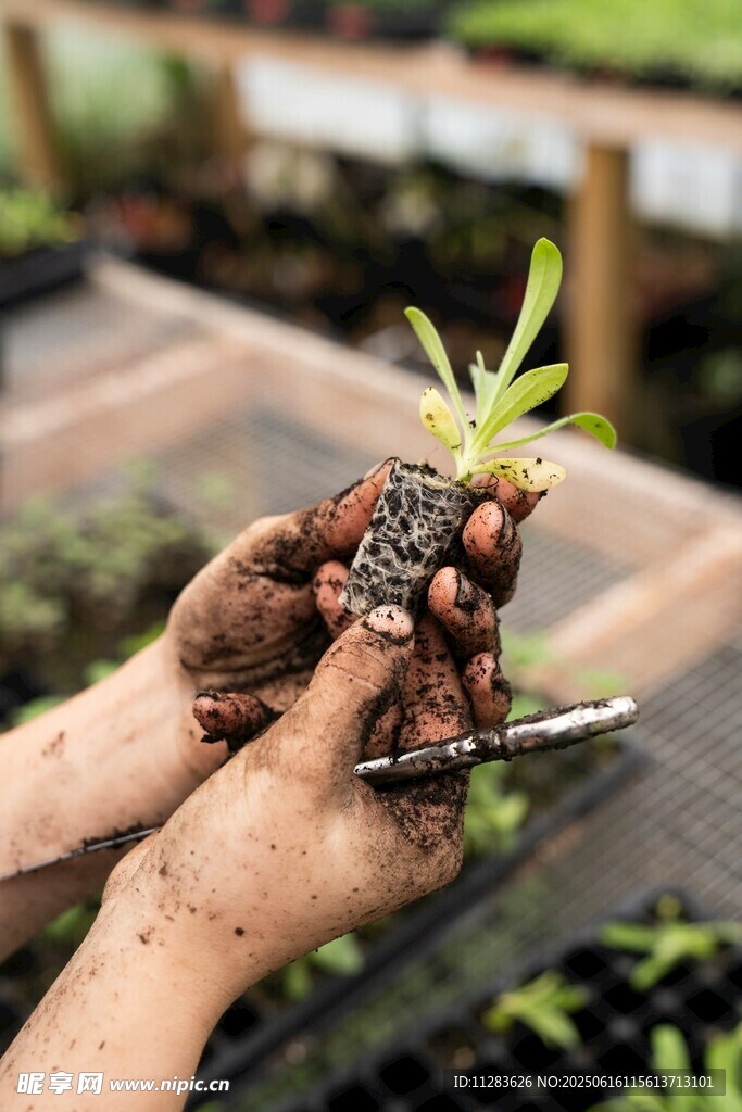 手捧帶土綠植幼苗