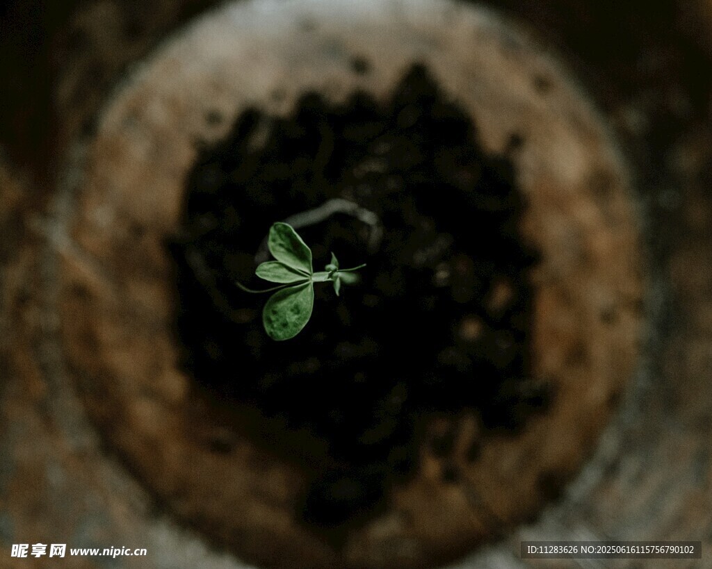 破土而出的嫩綠幼苗