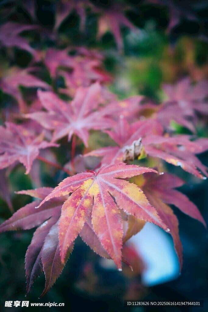紅楓葉特寫