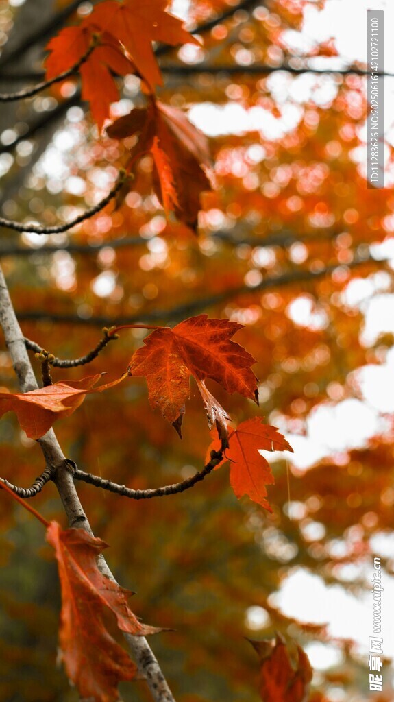 秋日枝頭的艷麗紅楓葉