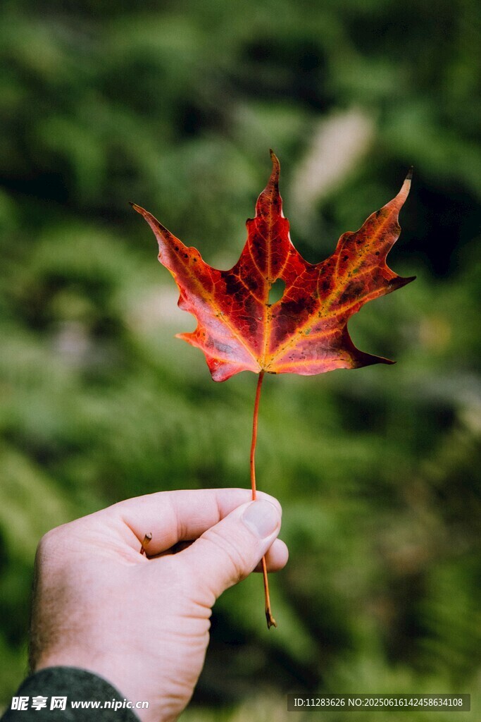 手擎紅葉