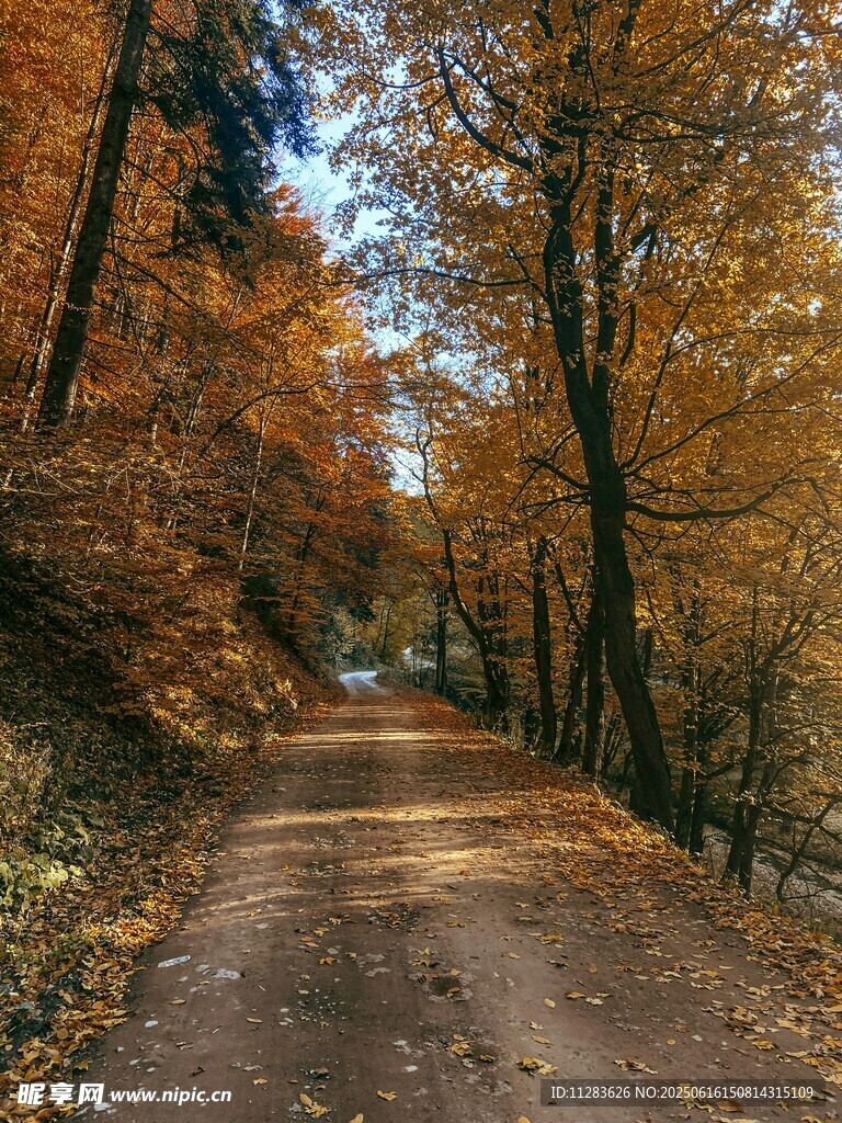 秋日林間小路