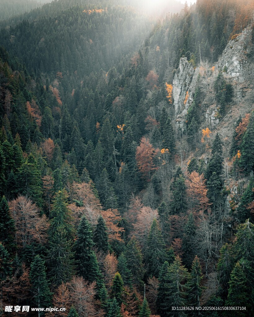 山林晨光中的多彩植被景觀