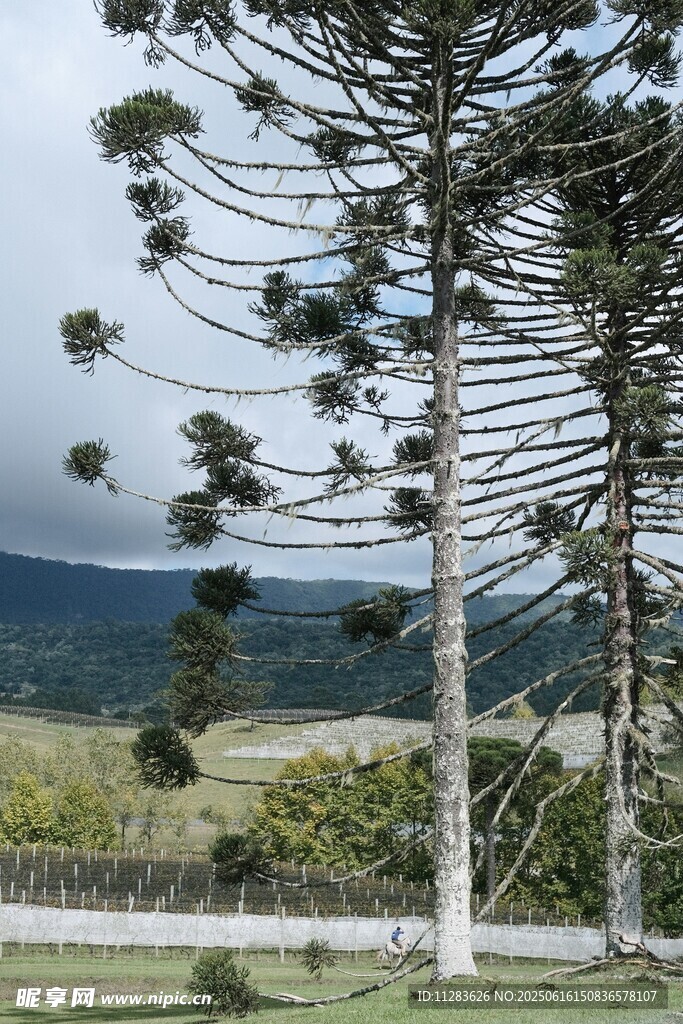 奇特造型的高大樹(shù)木景觀