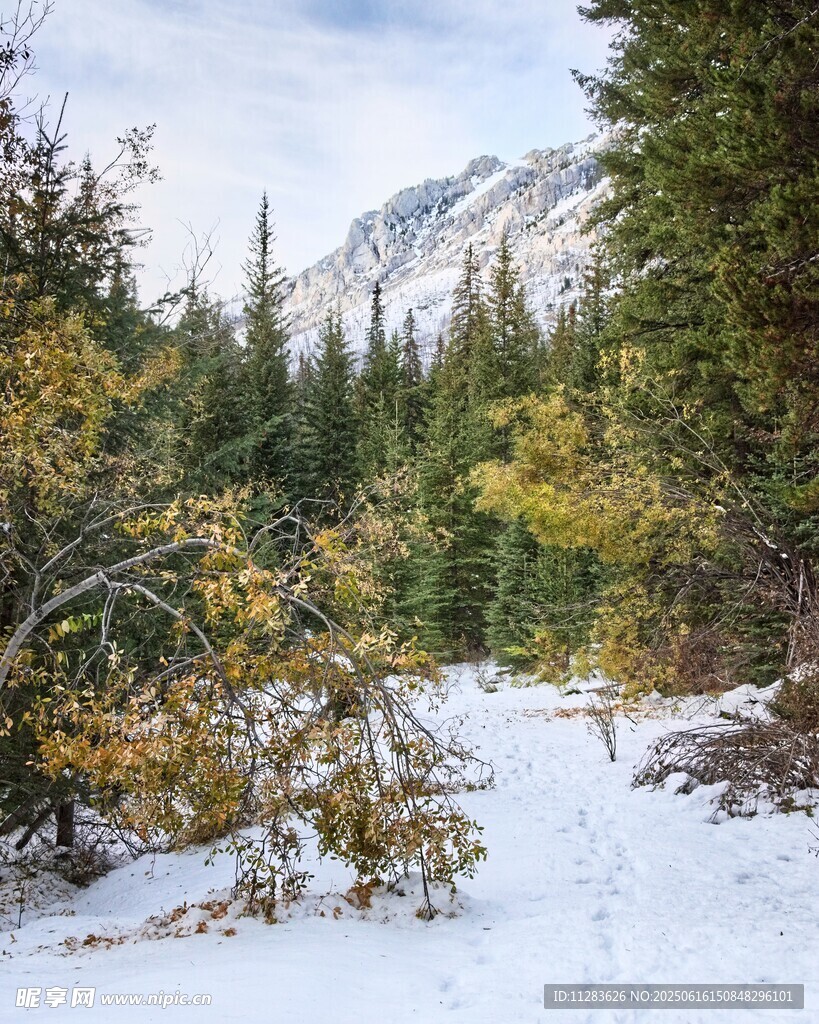 雪覆山林間的清幽小徑