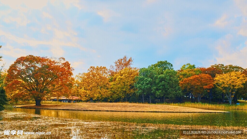 秋日多彩樹林美景