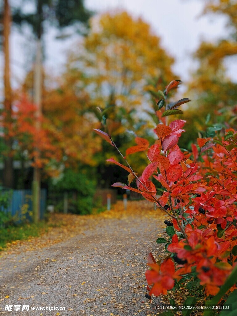 秋日路邊艷麗紅葉景致