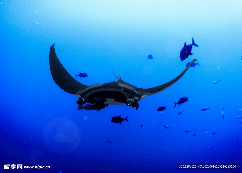 深海中游弋的蝠鲼與群魚