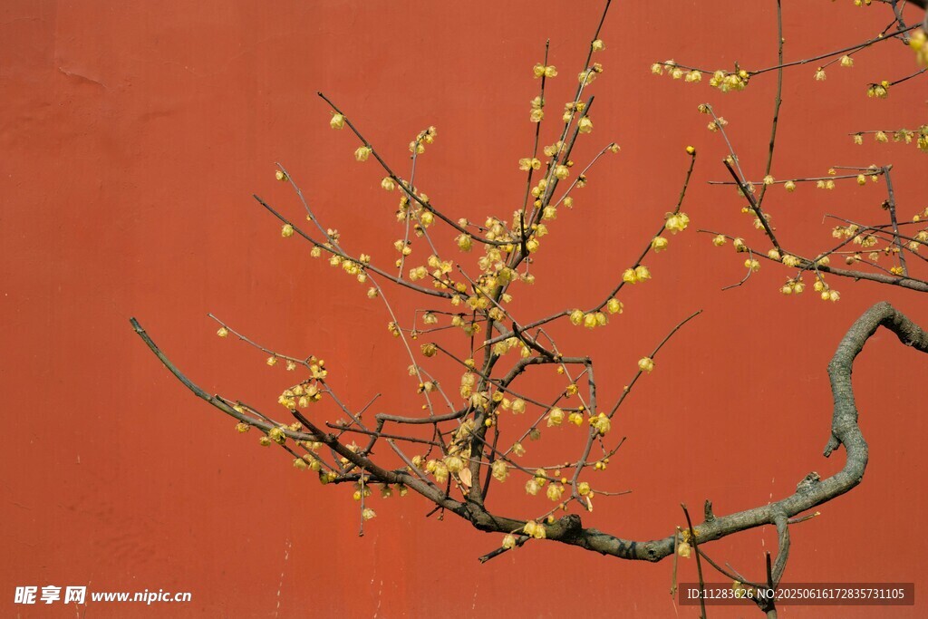 紅梅倚紅墻