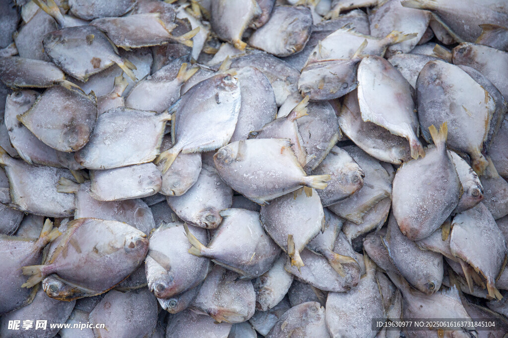 冰凍的鯧魚