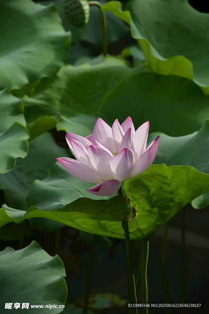 粉色荷花綻放于綠葉間