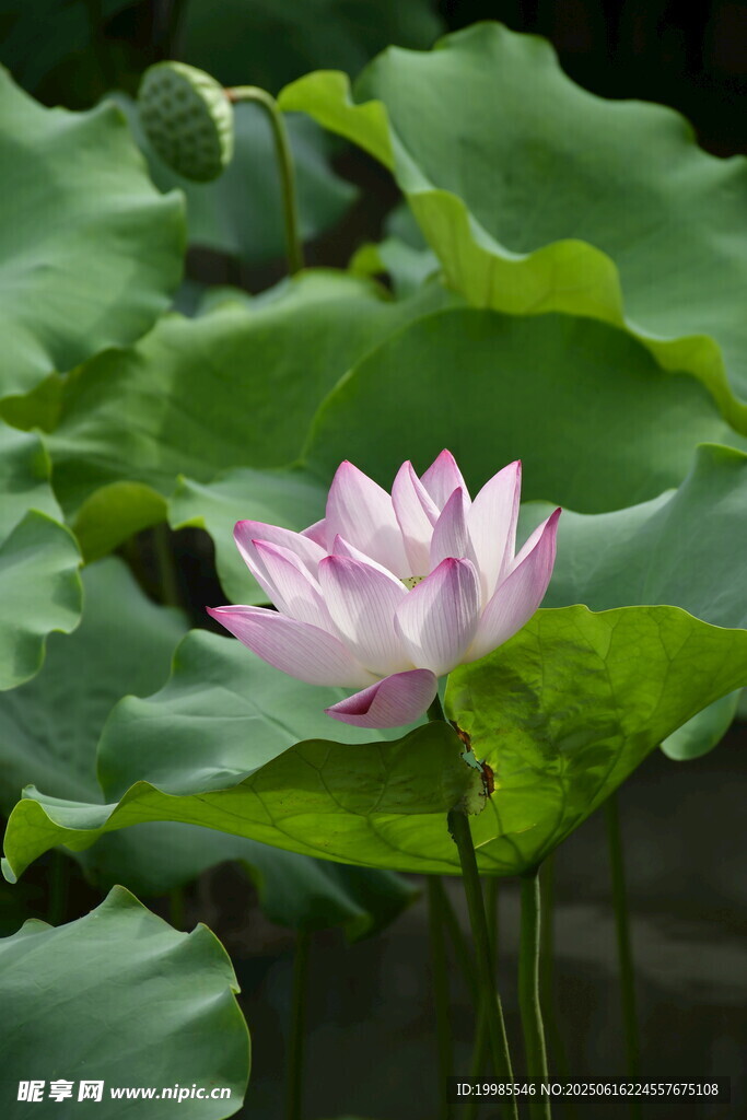 綻放的粉色荷花