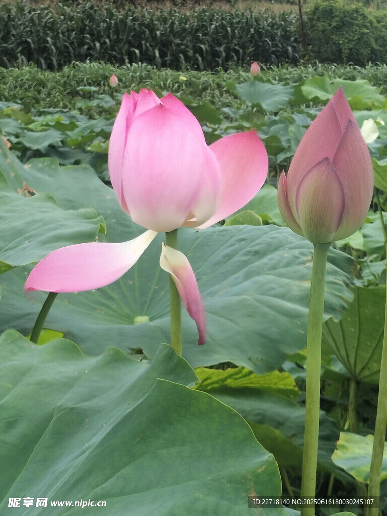 荷花