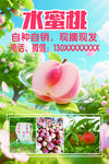 水蜜桃種苗銷售宣傳海報