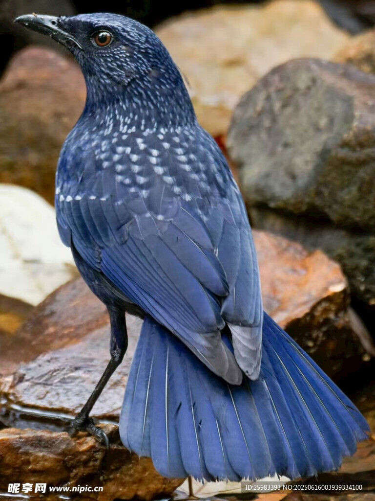 紫嘯鶇