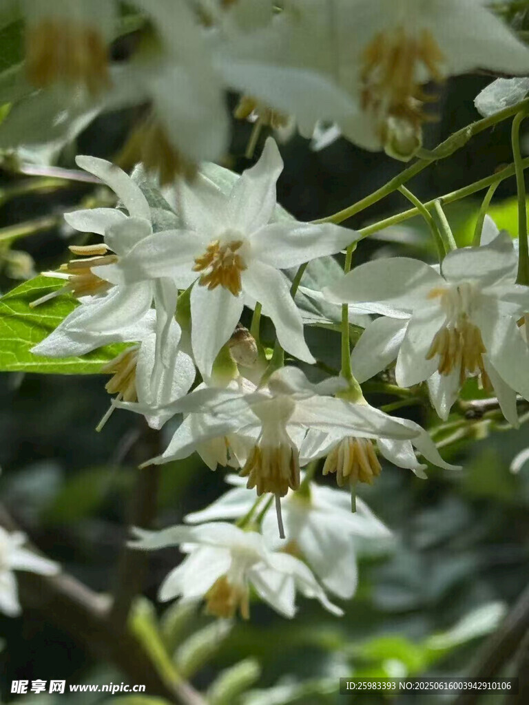 鐵線蓮