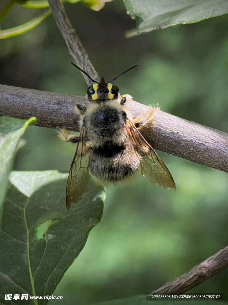 黃蜂