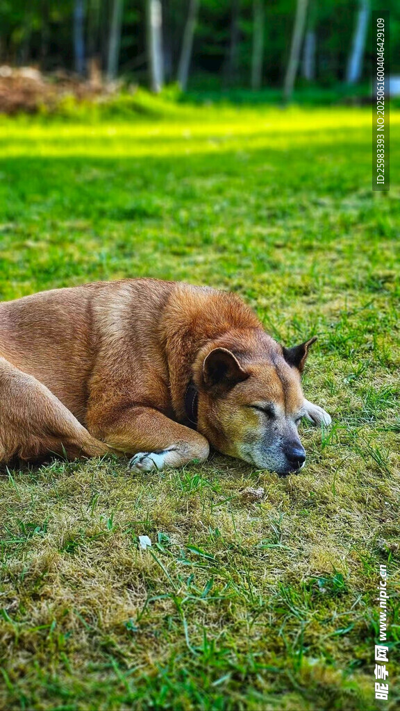 狗