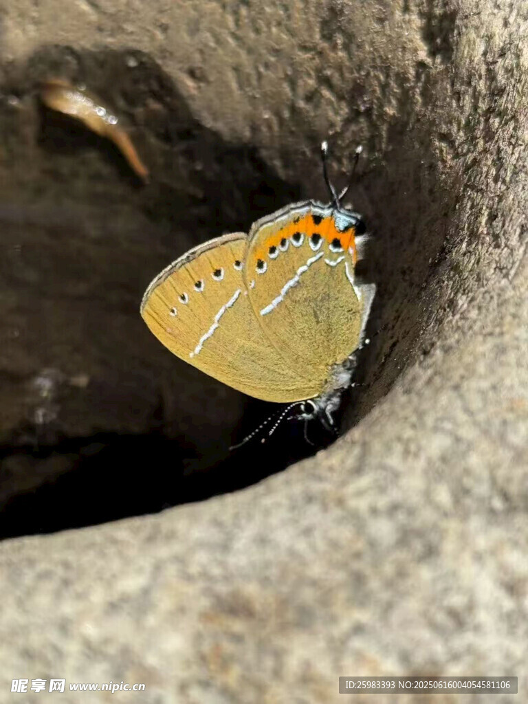 蝴蝶