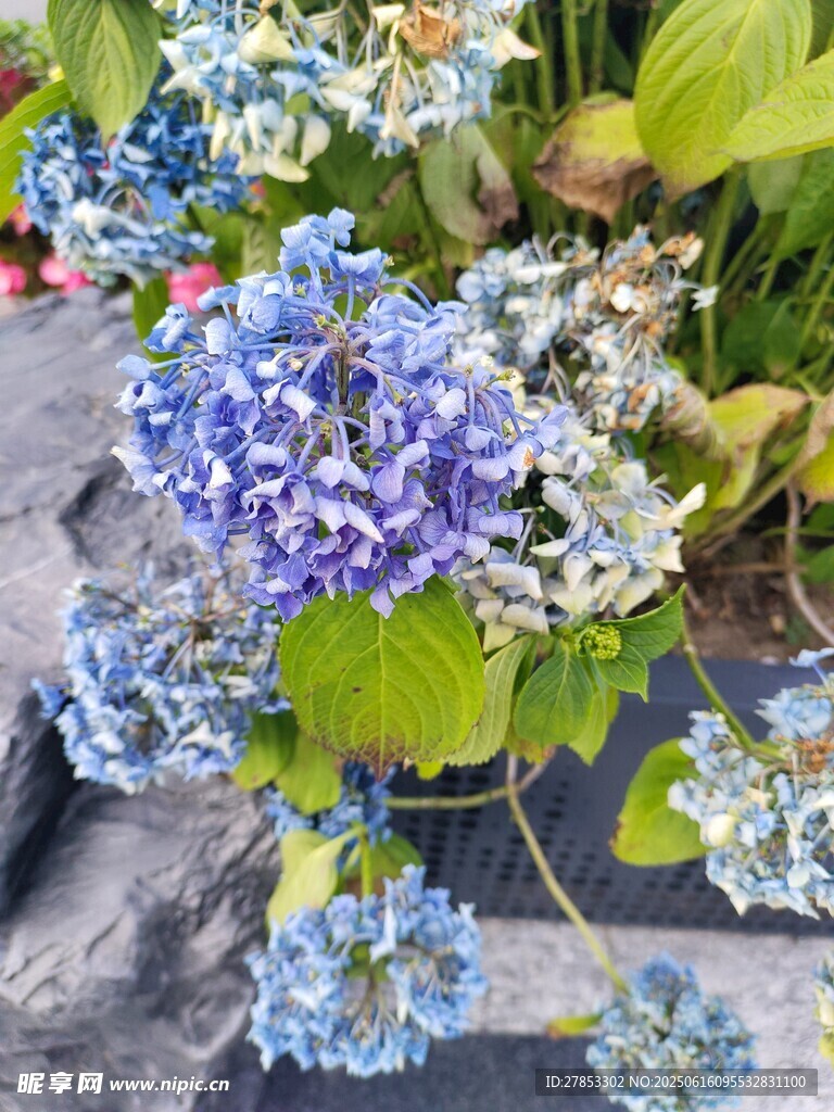 藍(lán)紫色繡球花綻放美景