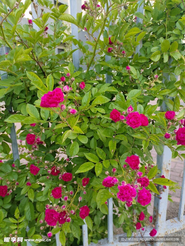 圍欄邊綻放的艷麗玫紅花朵