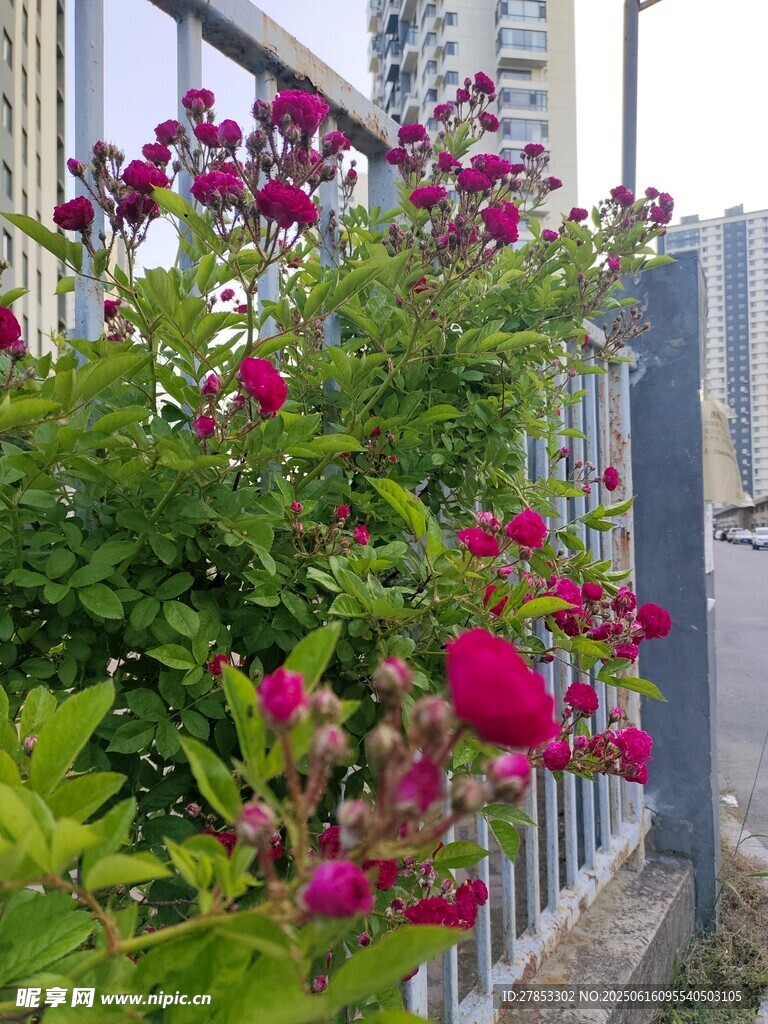 窗邊綻放的艷麗薔薇花