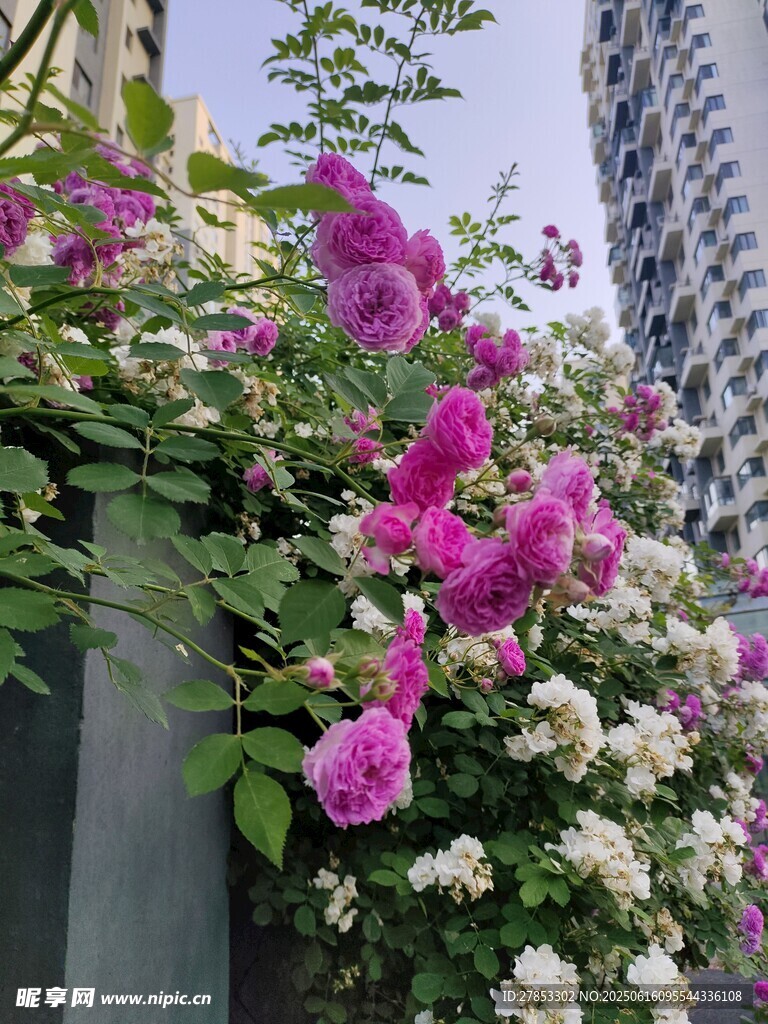 墻邊盛放的多彩薔薇花