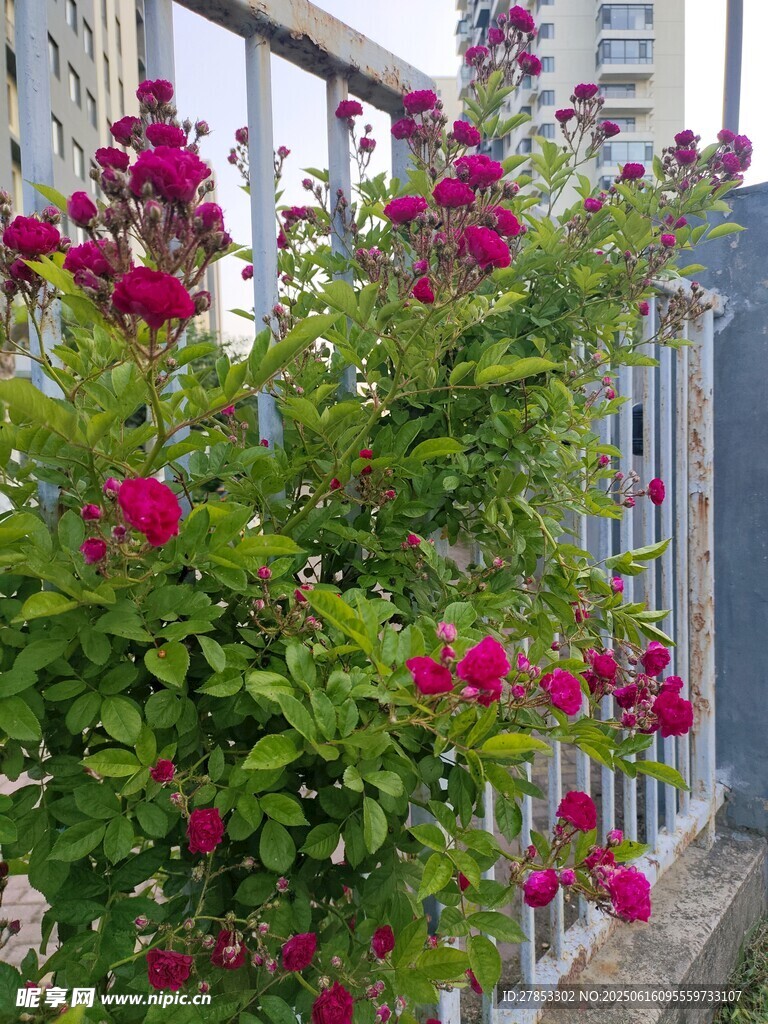 欄桿旁綻放的艷麗紅花