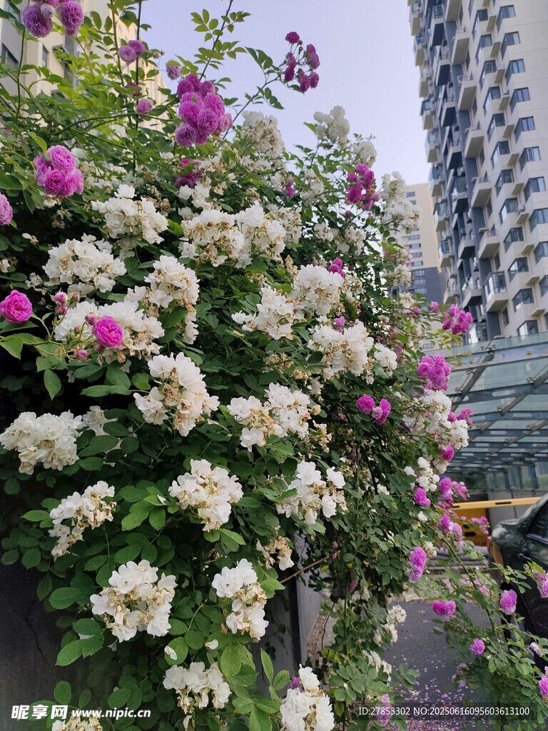 繁花簇擁的城市景致