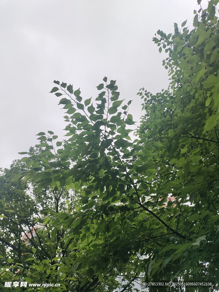 綠葉繁茂的樹梢