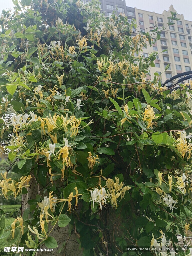盛開(kāi)的金銀花藤