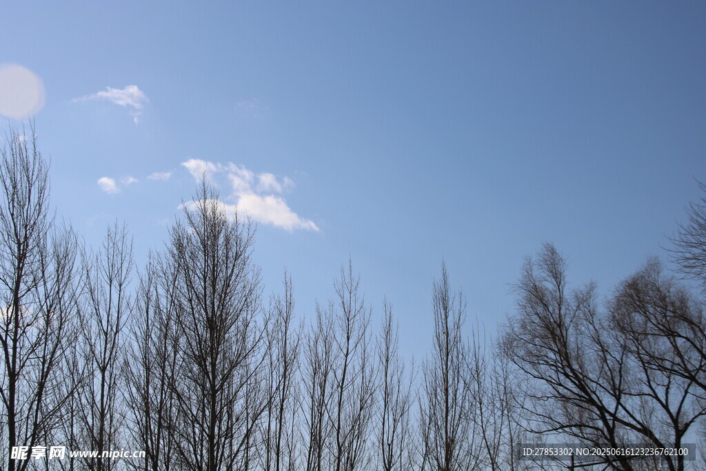 藍(lán)天枯樹景象